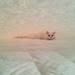 Meet your Posher, Kitty